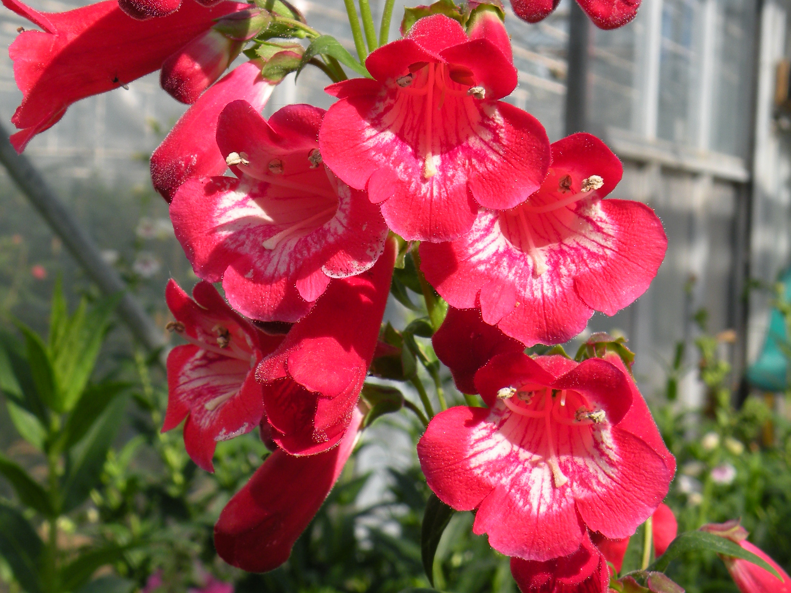 Penstemon King George